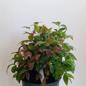 NANDINA DOMESTICA FIRE POWER C3