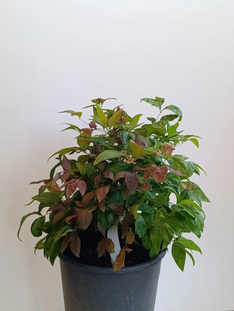 063 NANDINA DOMESTICA FIRE POWER C3