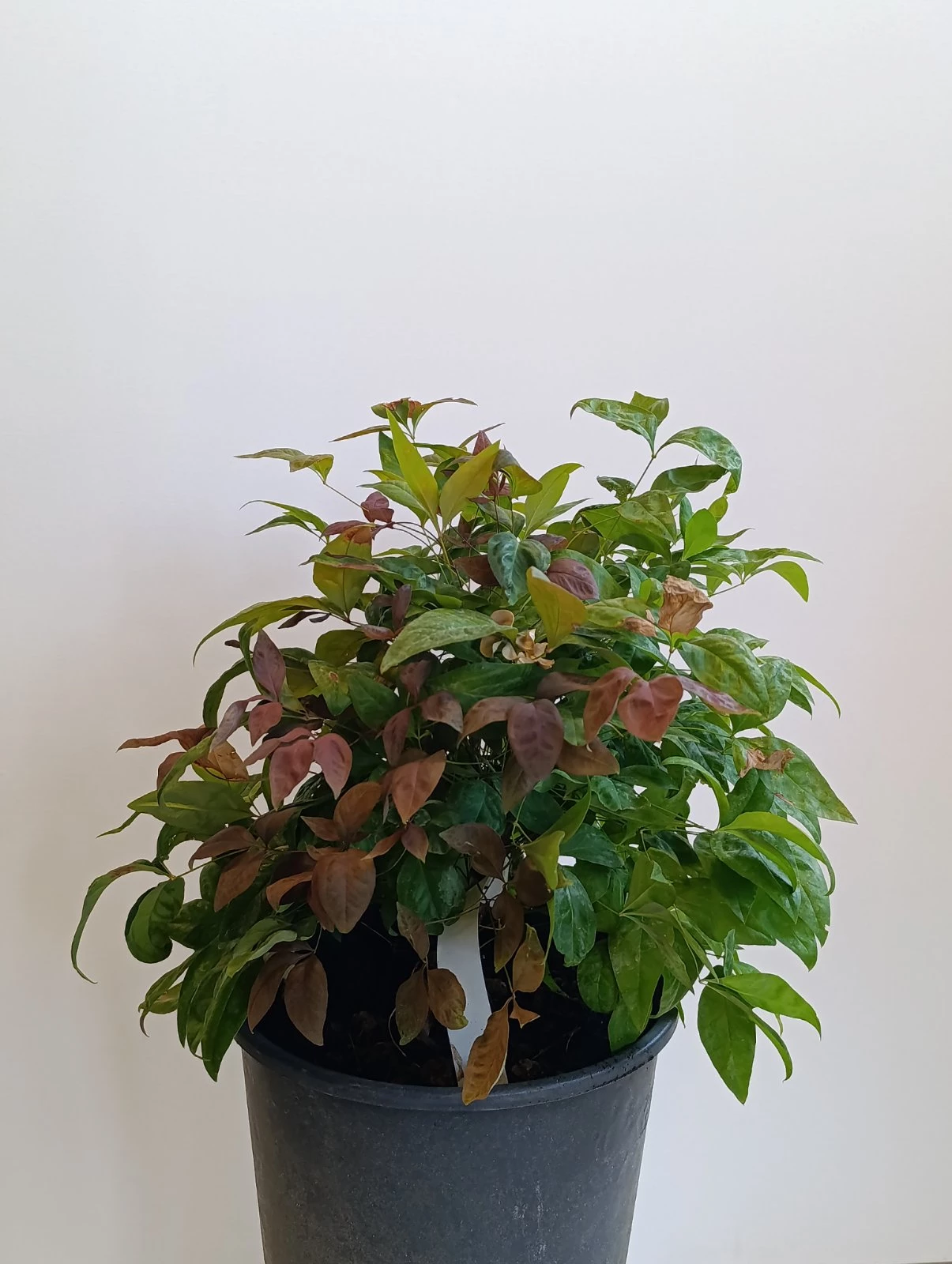 NANDINA DOMESTICA FIRE POWER C3
