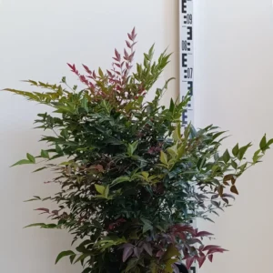064 NANDINA DOMESTICA OBSESSED C7