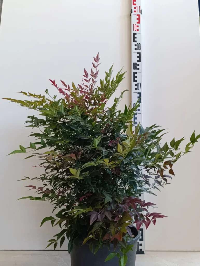 064 NANDINA DOMESTICA OBSESSED C7