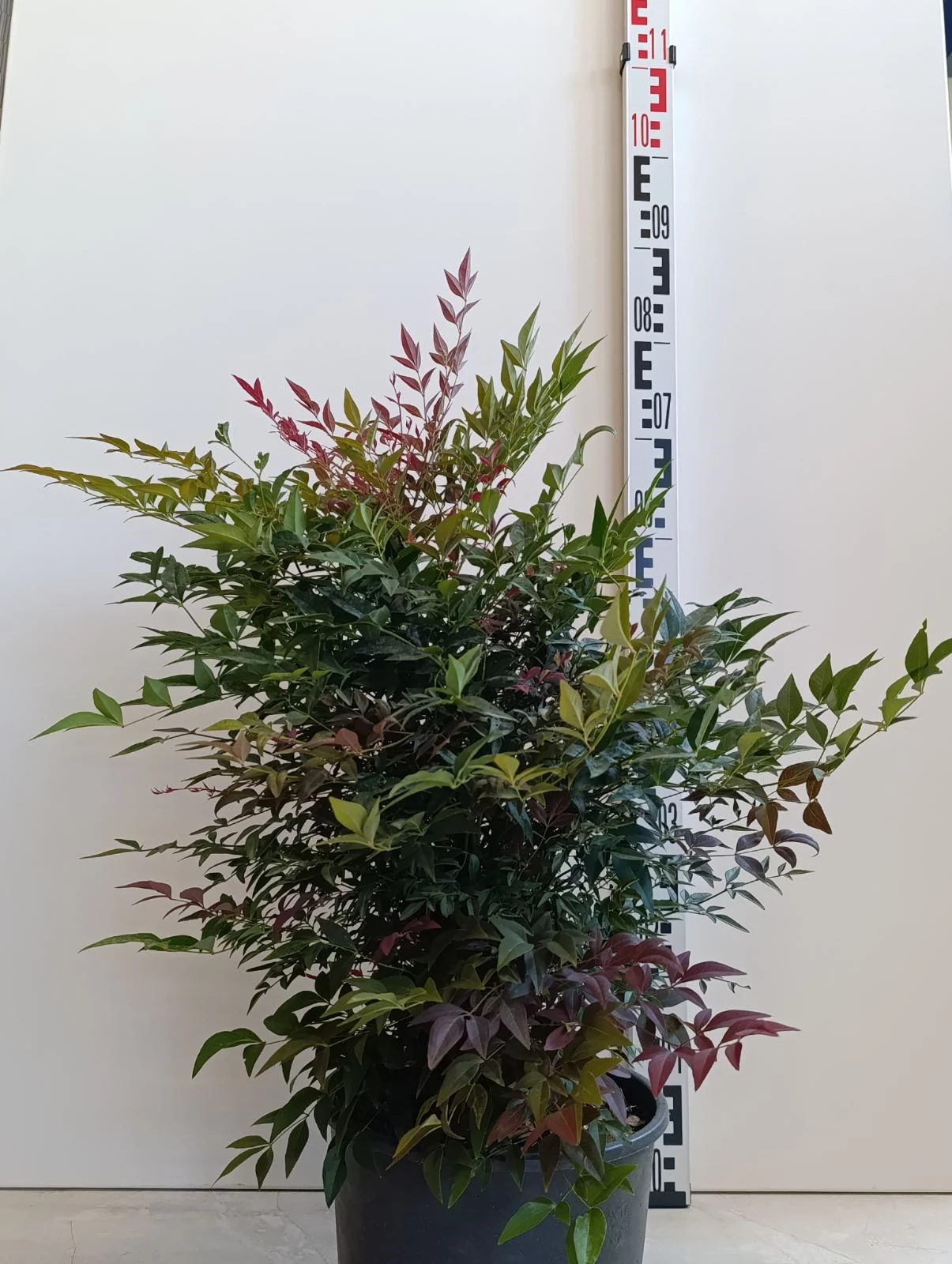 064 NANDINA DOMESTICA OBSESSED C7