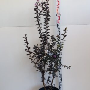 1012 LAGERSTROEMIA INDICA BLACK DIAMOND C10