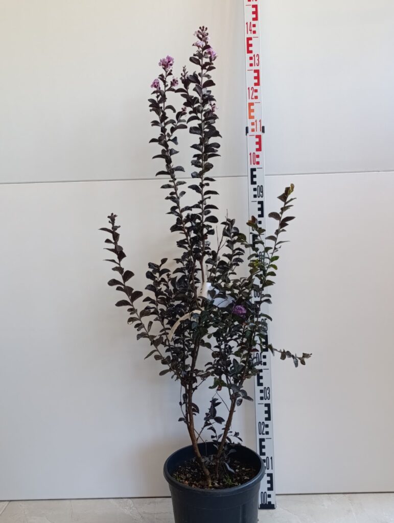 1012 LAGERSTROEMIA INDICA BLACK DIAMOND C10