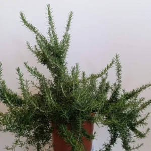 1122 ROSMARINUS OFFI. PROSTRATUS C10