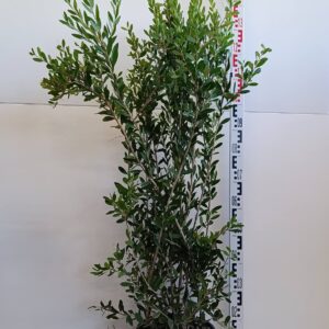 1275 CALLISTEMON VIMI. HOT PINK C10