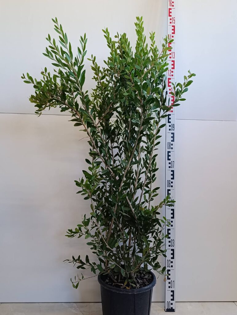1275 CALLISTEMON VIMI. HOT PINK C10