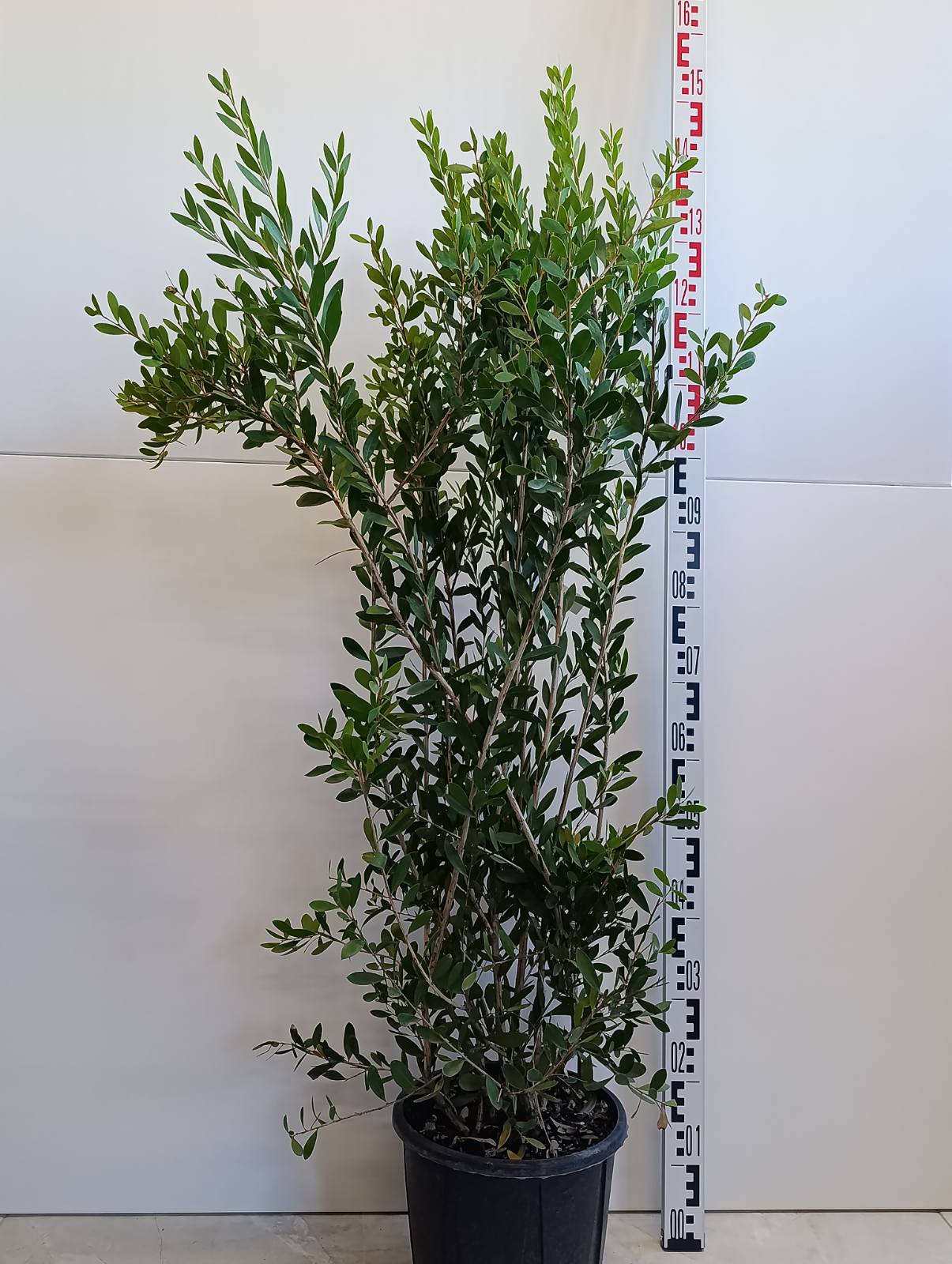 1275 CALLISTEMON VIMI. HOT PINK C10