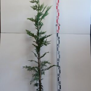 1293 CUPRESSOCYPARIS LEYLANDII clt. 3