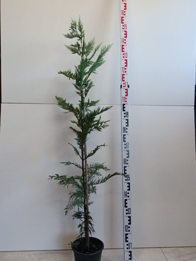 1293 CUPRESSOCYPARIS LEYLANDII clt. 3