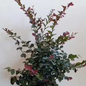 1313 LOROPETALUM CLT 5