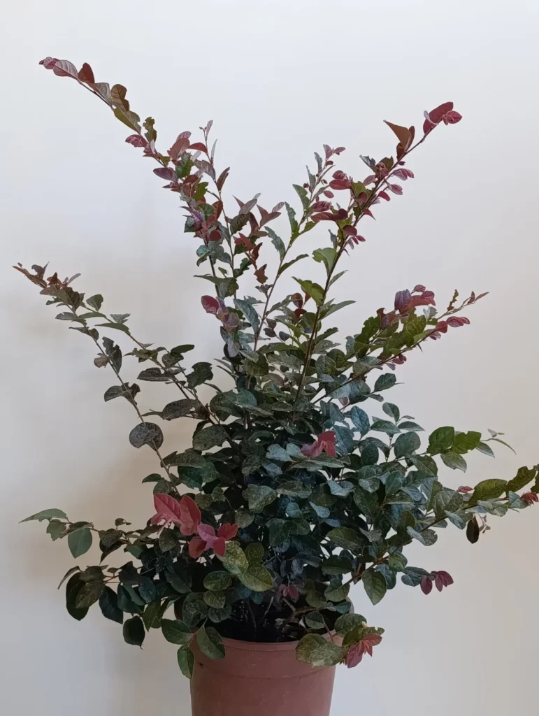 1313 LOROPETALUM CLT 5