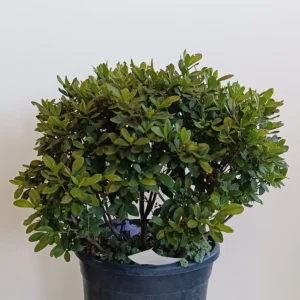 1380 AZALEA JAPONICA C7