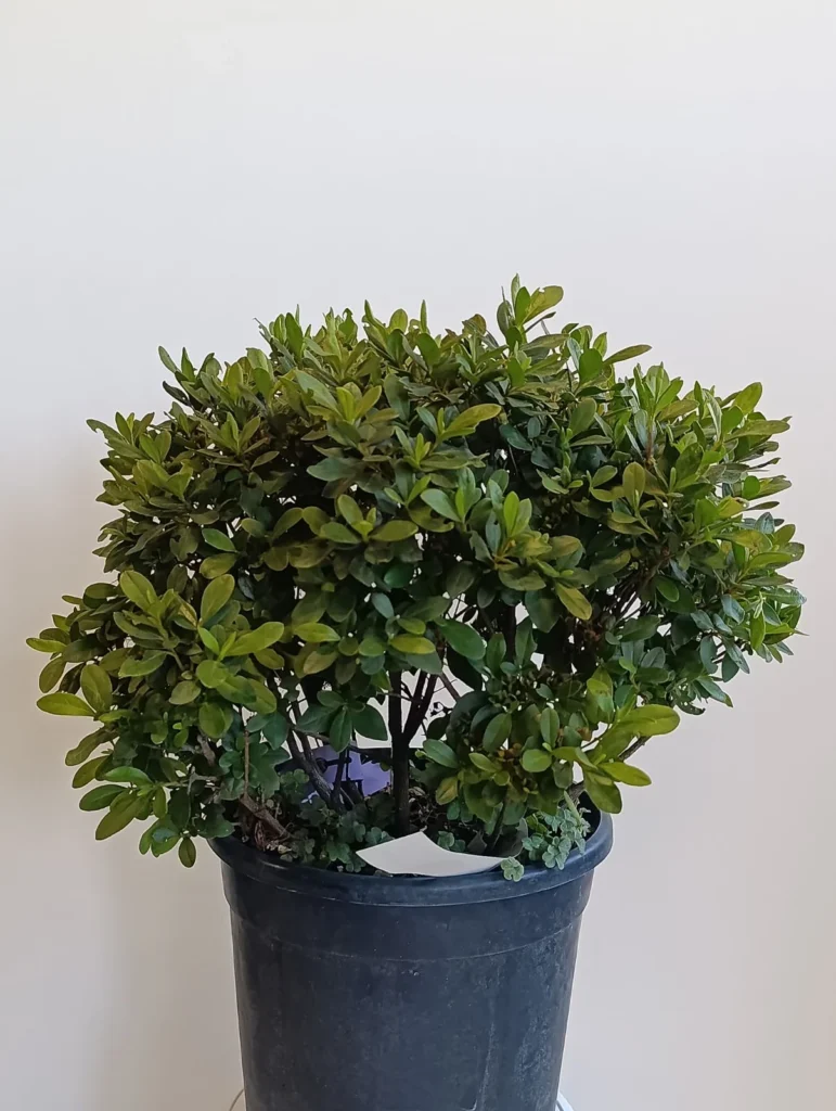 1380 AZALEA JAPONICA C7