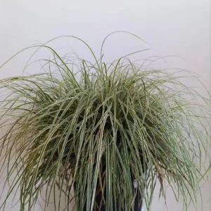 1649 CAREX OSHIMENSIS EVEREST C10