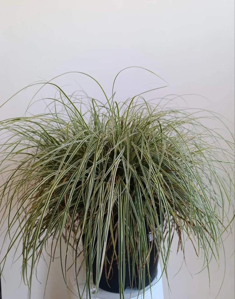1649 CAREX OSHIMENSIS EVEREST C10