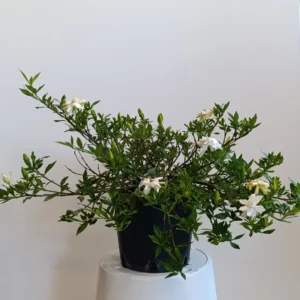 1673 GARDENIA RADICANS C3