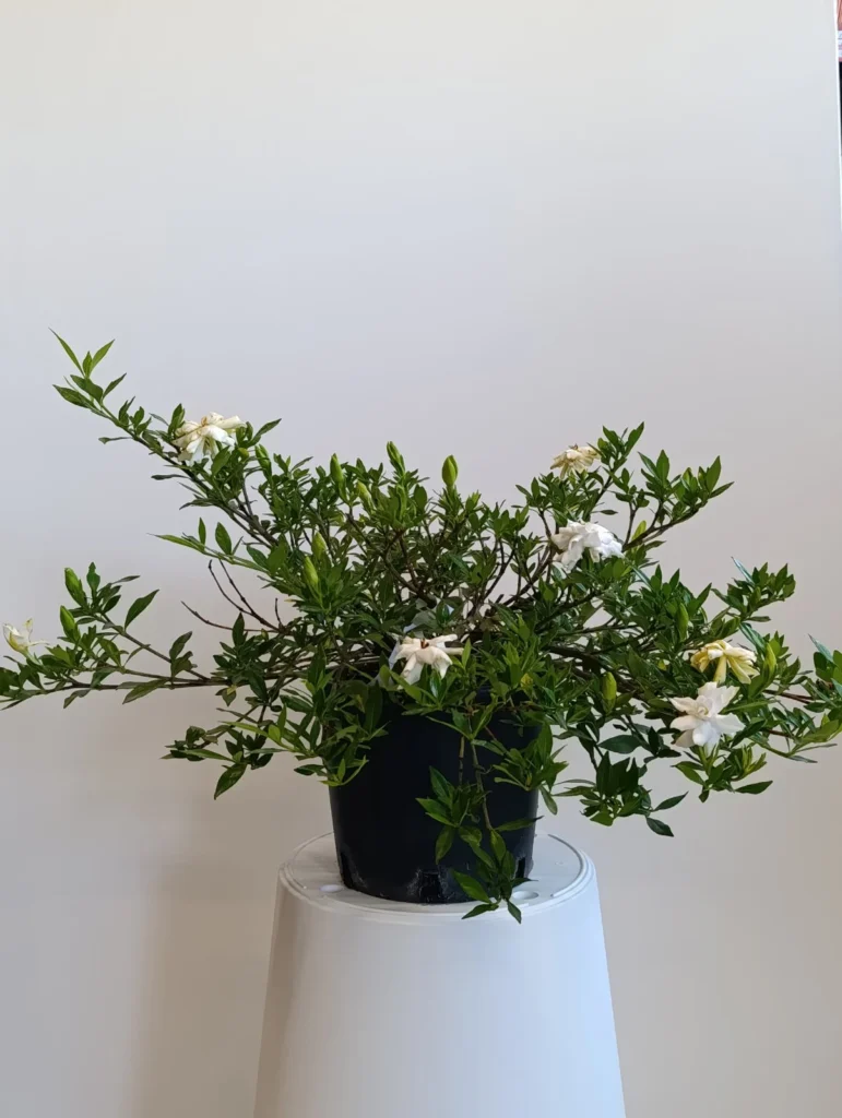 1673 GARDENIA RADICANS C3