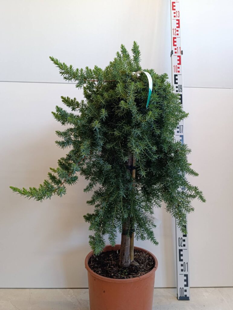 1681 JUNIPERUS CONFERTA BLUE PACIFIC C10 1/4 STD HT50