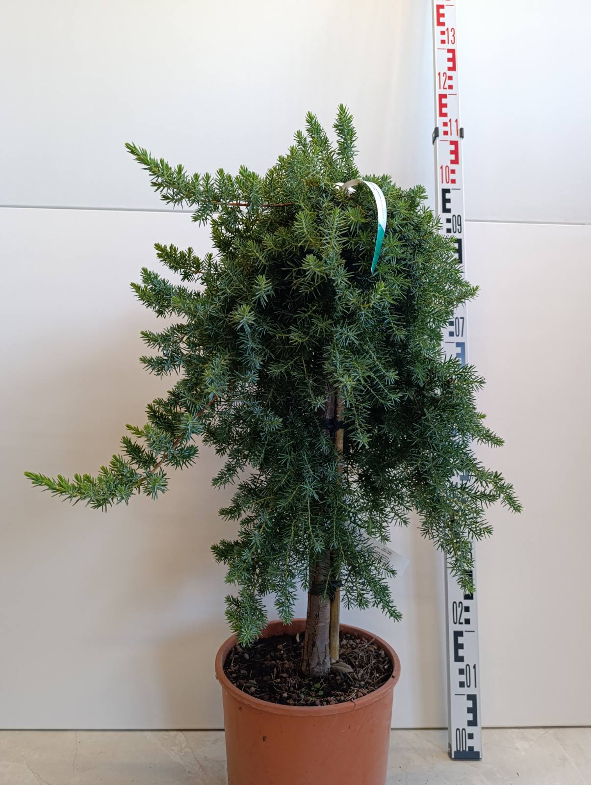 1681 JUNIPERUS CONFERTA BLUE PACIFIC C10 1/4 STD HT50