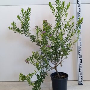 1965 POLYGALA