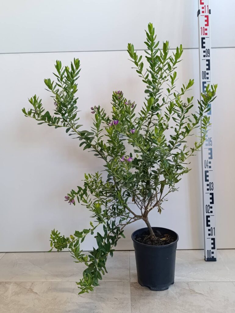 1965 POLYGALA