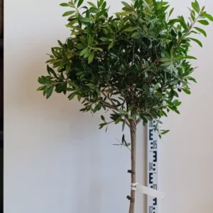 1971 CALLISTEMON