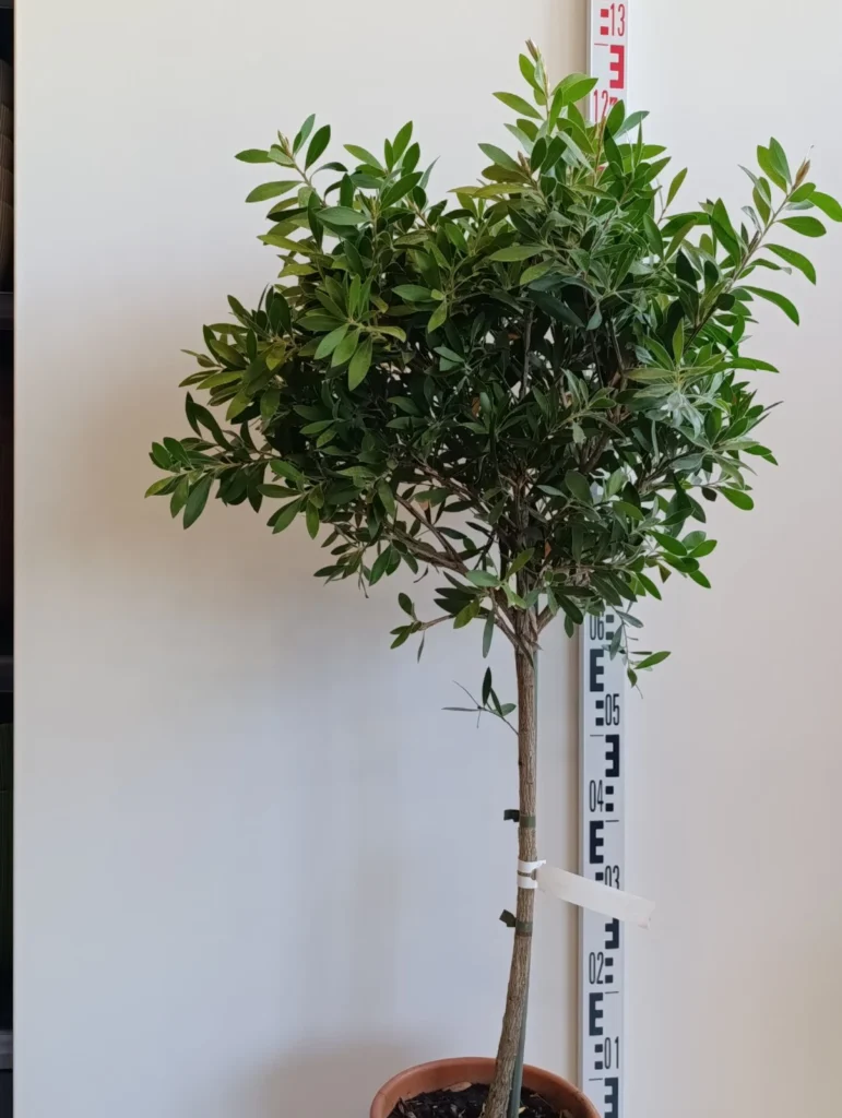 1971 CALLISTEMON
