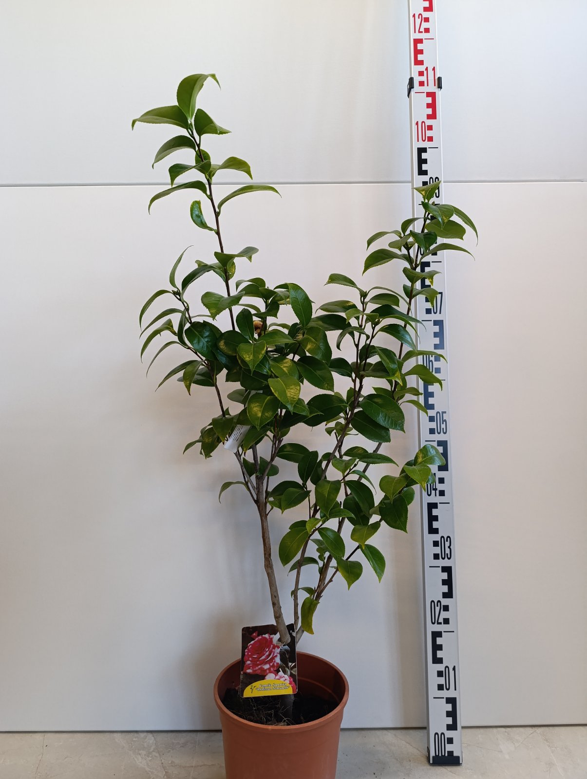 1983 CAMELIA JAPONICA C3