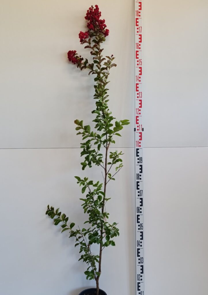 2023 HYDRANGEA ANOMALA PETIOLARIS C3 H120