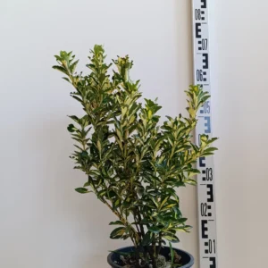 2225 EUONYMUS clt 3