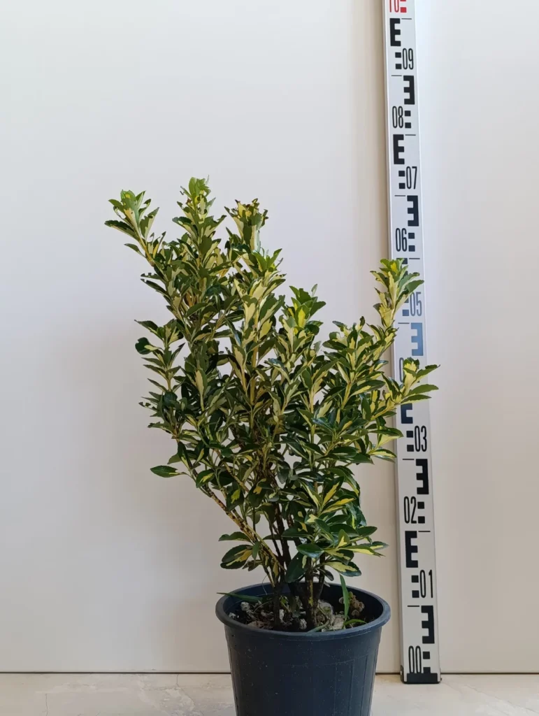 2225 EUONYMUS clt 3