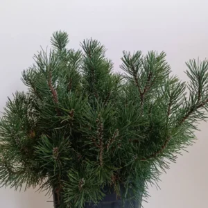 2667 PINUS MUGO CLT 9.5