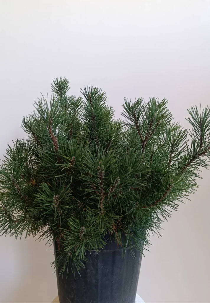 2667 PINUS MUGO CLT 9.5