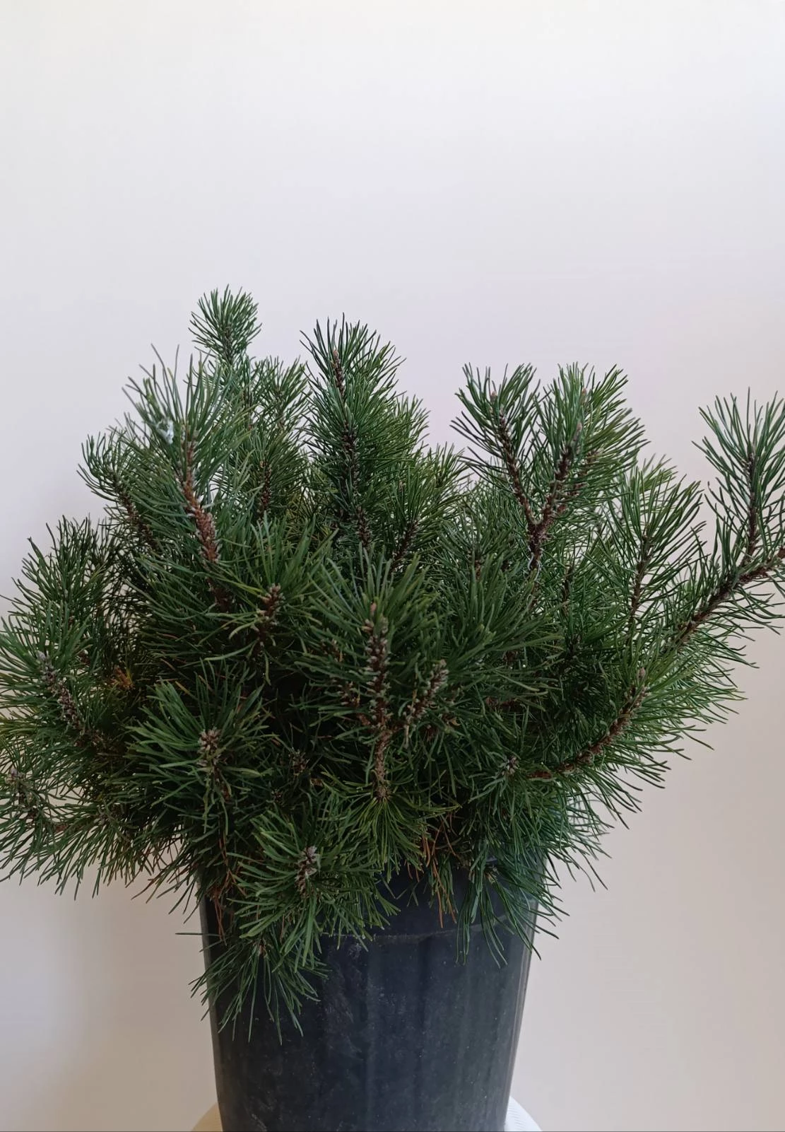 2667 PINUS MUGO CLT 9.5