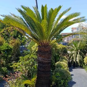2678 CYCAS 100-110cm C50