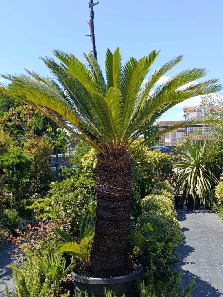 2678 CYCAS 100-110cm C50