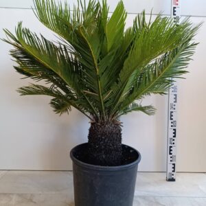 2681 **Cycas revoluta 20-25 cm