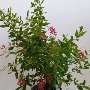 2701 GRAVILLEA EMBOTHRIUM COCCINEUM