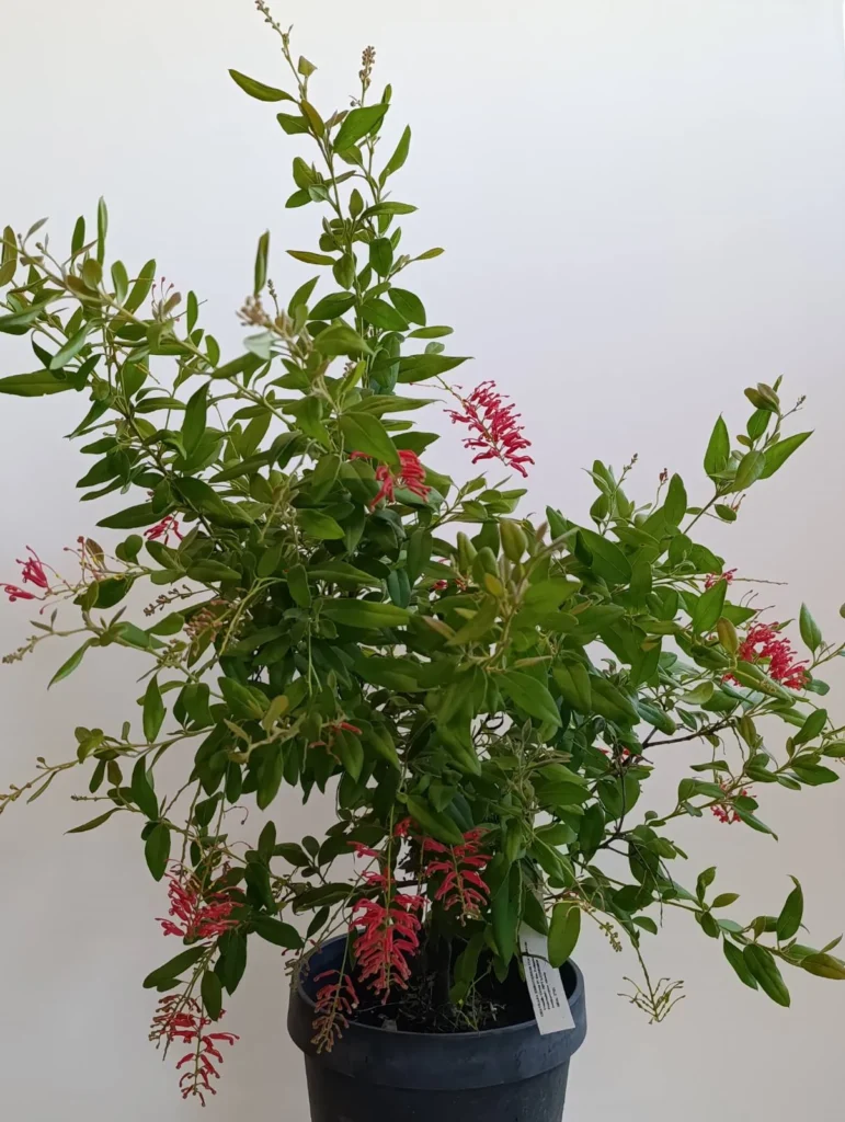 2701 GRAVILLEA EMBOTHRIUM COCCINEUM C3