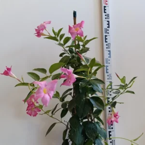 2717 MANDEVILLA