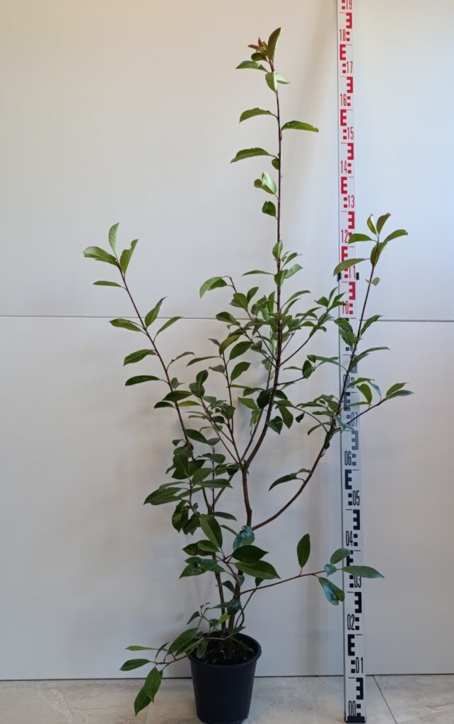 2835 PHOTINIA FRASERI RED ROBIN CLT3