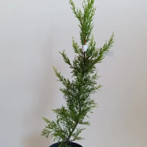 2883 CUPRESSOCYPARIS LEYLANDII seedling 7x7