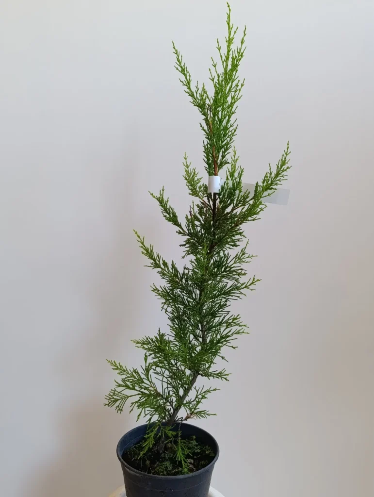 2883 CUPRESSOCYPARIS LEYLANDII seedling 7x7