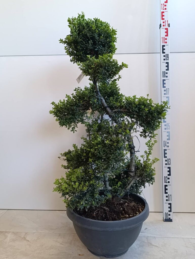 2887 ILEX CRENATA CIOTOLA