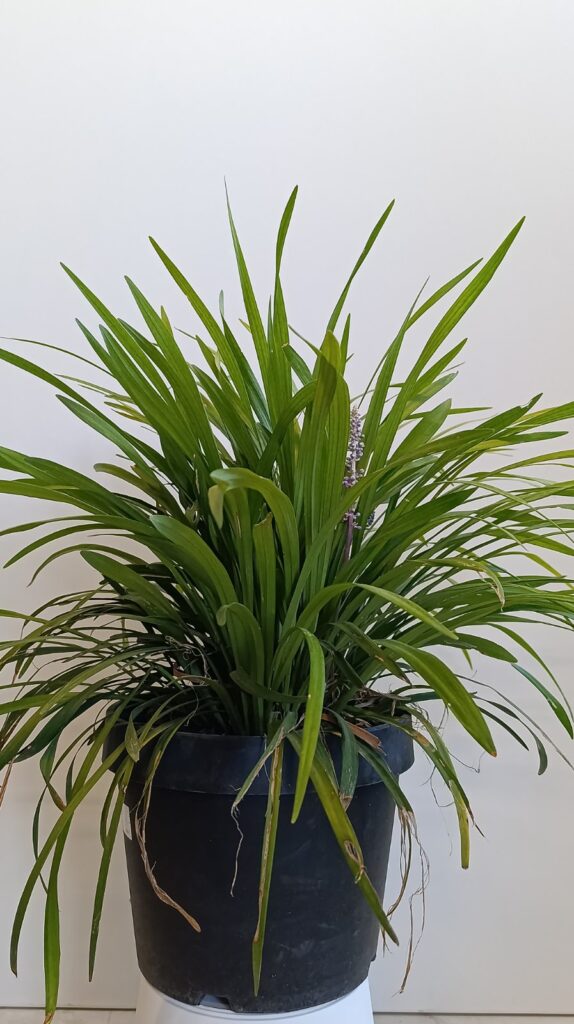 3100 LIRIOPE MUSCARI SILVER SUNPROOF C10