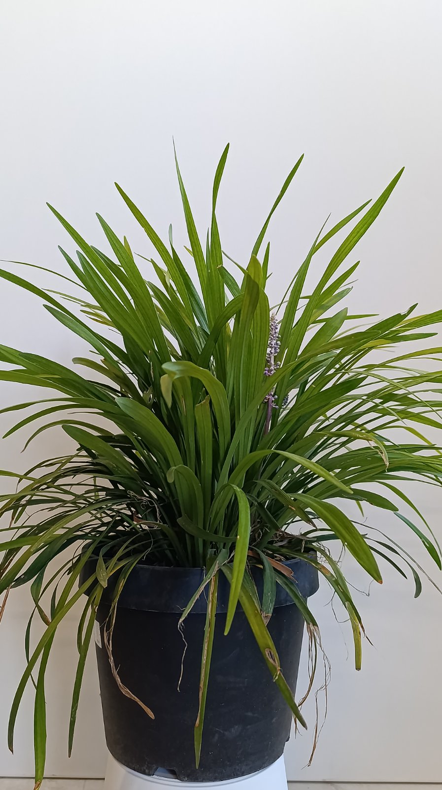 3100 LIRIOPE MUSCARI SILVER SUNPROOF C10