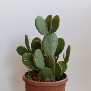 3271 OPUNTIA C10