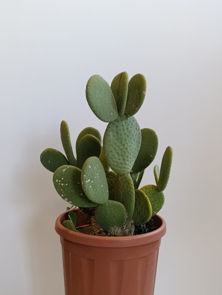 3271 OPUNTIA C10