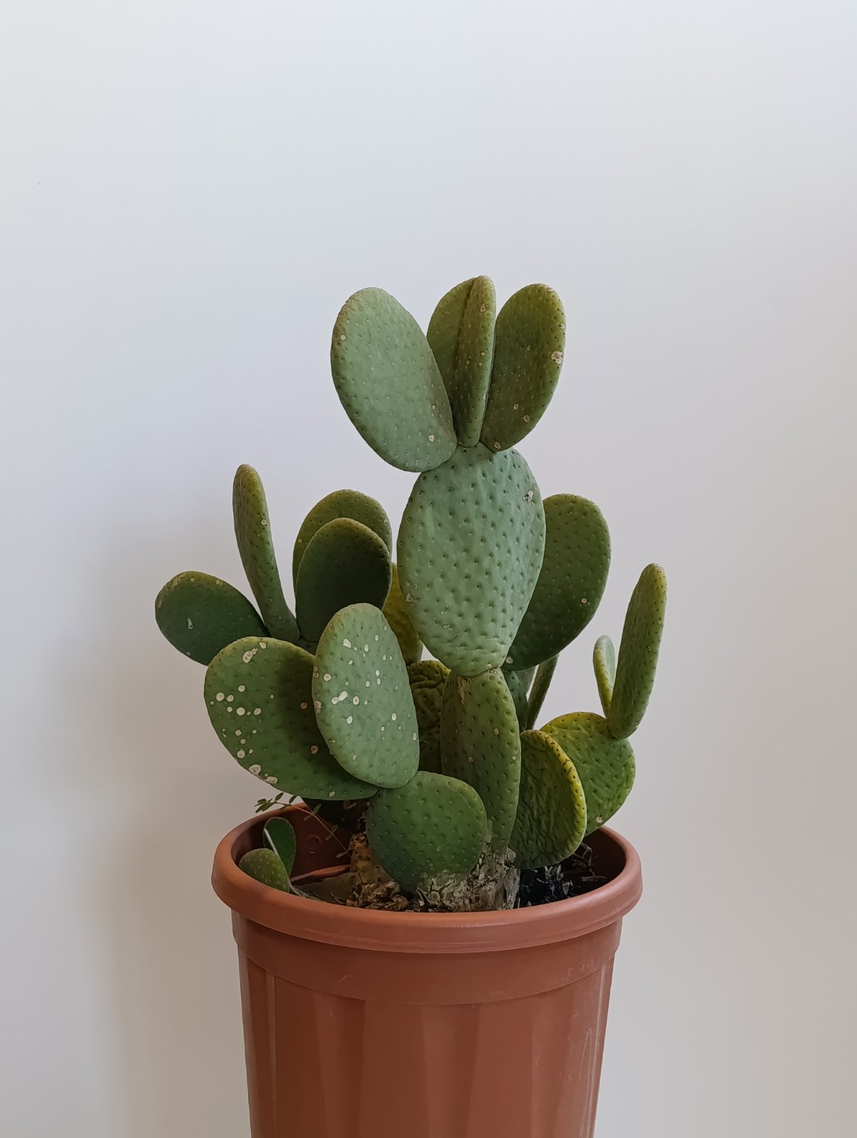 3271 OPUNTIA C10